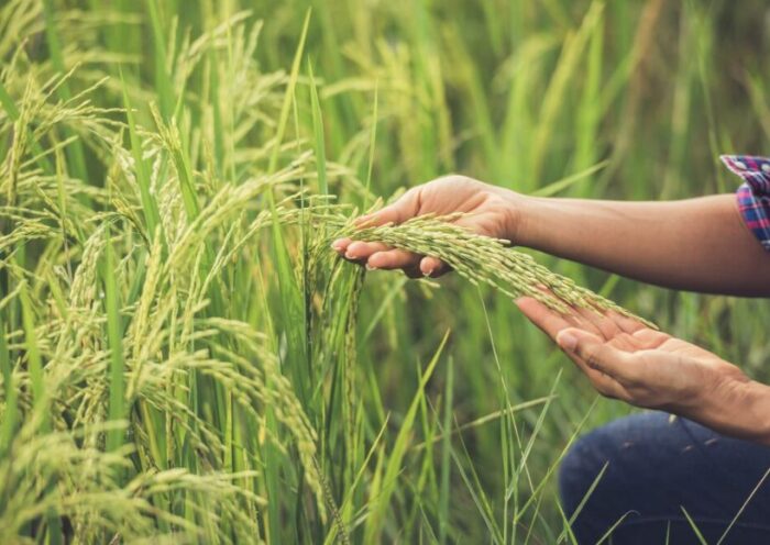 Sustainable food farming