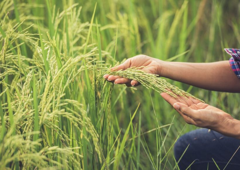 Sustainable food farming